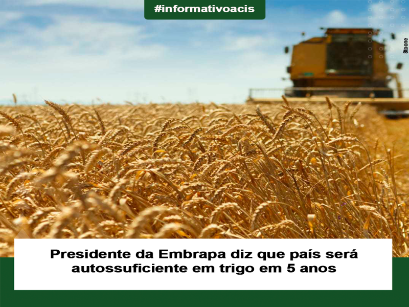 Notícia: Presidente da Embrapa diz que país será autossuficiente em trigo em 5 anos